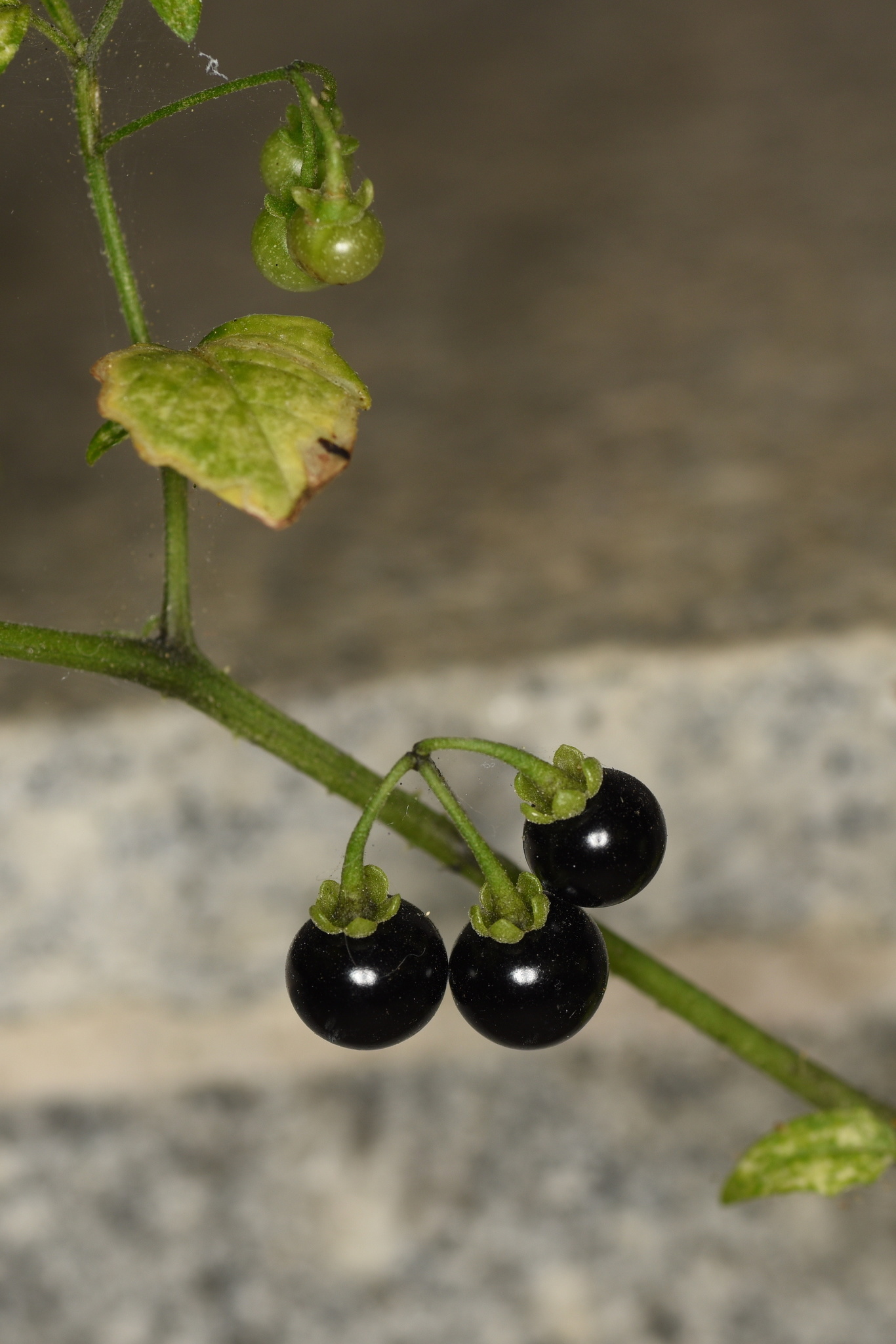 Maria-pretinha  Solanum americanum – Entre Plantas