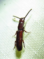 Taphroscelidia linearis