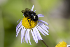 Osmia montana quadriceps