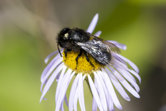 Osmia montana quadriceps