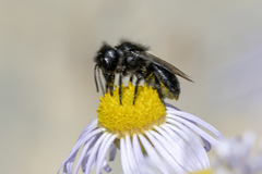Osmia montana quadriceps