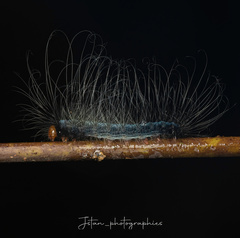 Chrysaeglia magnifica