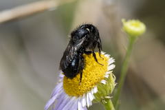 Osmia montana quadriceps