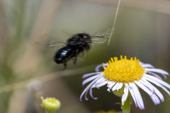 Osmia montana quadriceps