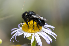 Osmia montana quadriceps