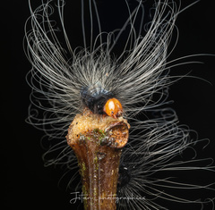 Chrysaeglia magnifica