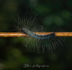 Chrysaeglia magnifica