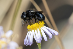 Osmia montana quadriceps