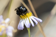 Osmia montana quadriceps