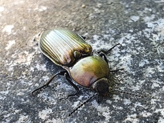 Selatosomus aeneus