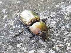 Selatosomus aeneus