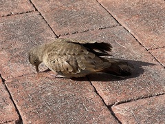 Columbina talpacoti