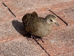 Columbina talpacoti