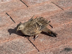 Columbina talpacoti