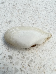 Ardeamya spenceri