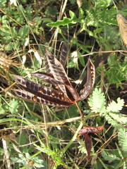 Desmanthus acuminatus