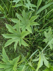 Napaea dioica