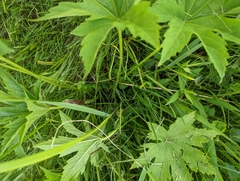 Napaea dioica