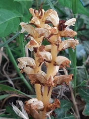Orobanche picridis