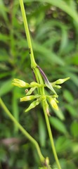 Cryptolepis buchananii
