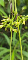 Cryptolepis buchananii
