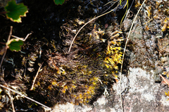 Campylopus atrovirens