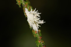 Hypocreomycetidae