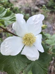 Rubus deliciosus