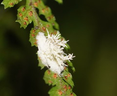 Hypocreomycetidae