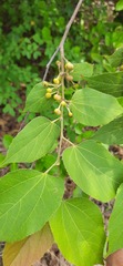 Grewia tiliifolia