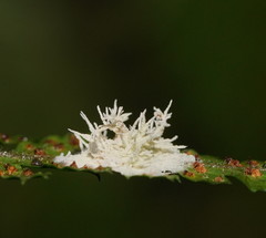 Hypocreomycetidae
