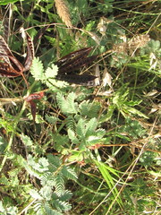 Desmanthus acuminatus