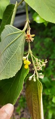 Grewia tiliifolia