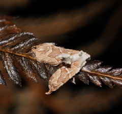 Chaetolopha leucophragma