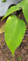 Grewia tiliifolia