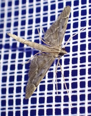 Duponchelia lanceolalis