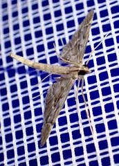 Duponchelia lanceolalis