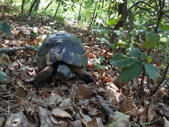 Testudo graeca ibera