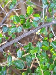 Cotoneaster hjelmqvistii
