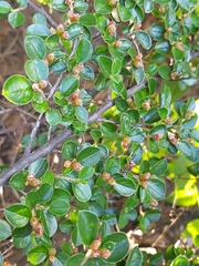 Cotoneaster hjelmqvistii