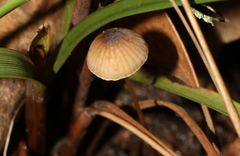 Mycena cystidiosa