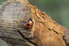 Coccinella magnifica