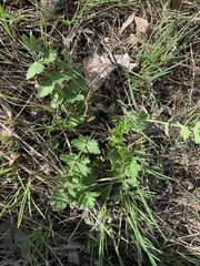 Pimpinella saxifraga