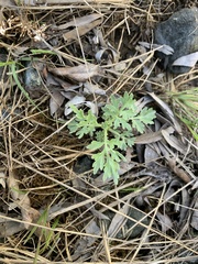 Artemisia absinthium