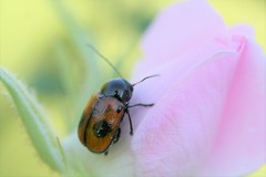 Cryptocephalus bipunctatus