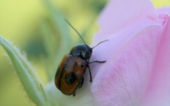 Cryptocephalus bipunctatus