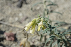 Onosma echioides dalmatica