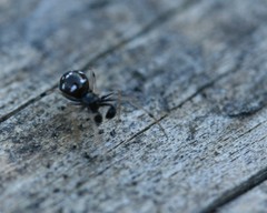 Neottiura suaveolens