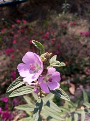 Sphaeralcea angustifolia cuspidata