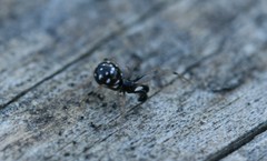 Neottiura suaveolens